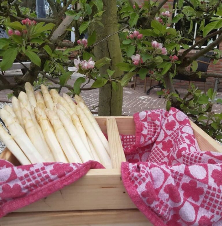 Seizoen.asperge.asperges in krat, start seizoen